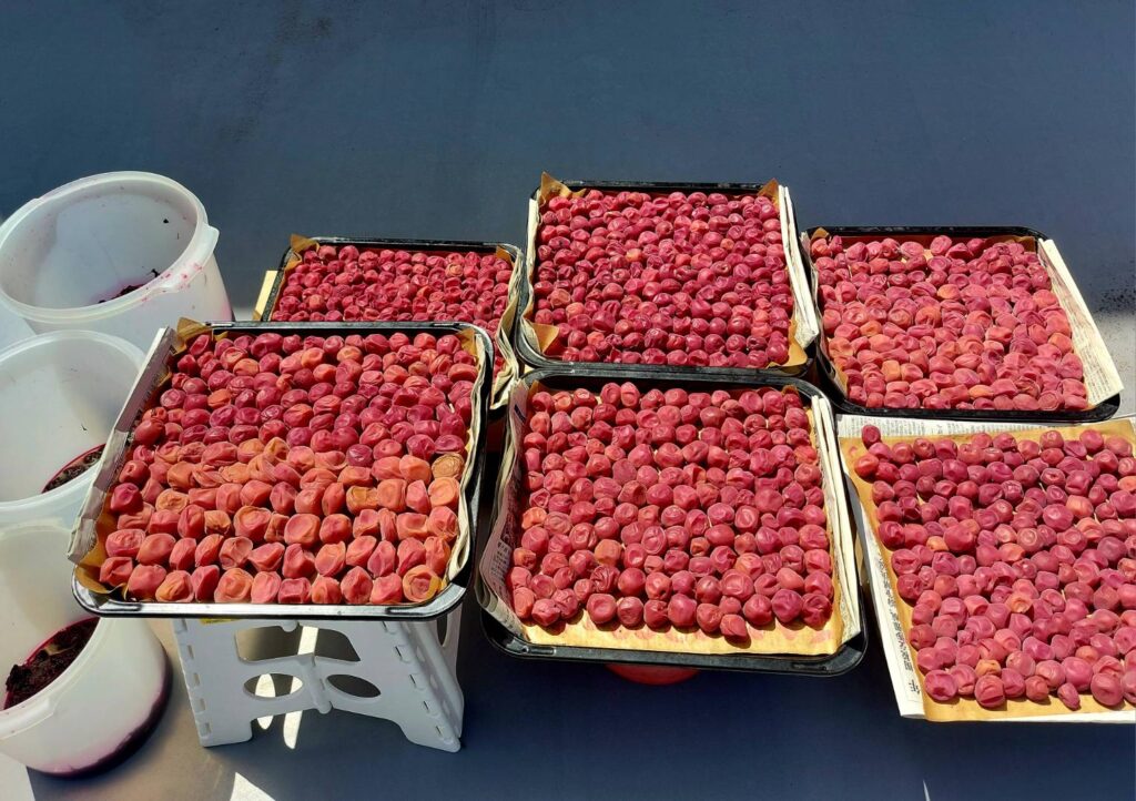 梅干しの土用干し