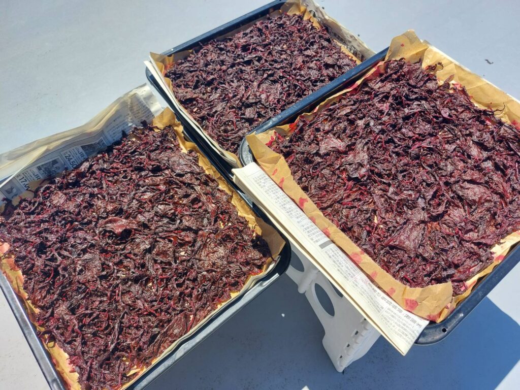 残った赤紫蘇、梅酢を絞って一枚ずつ広げて干していく