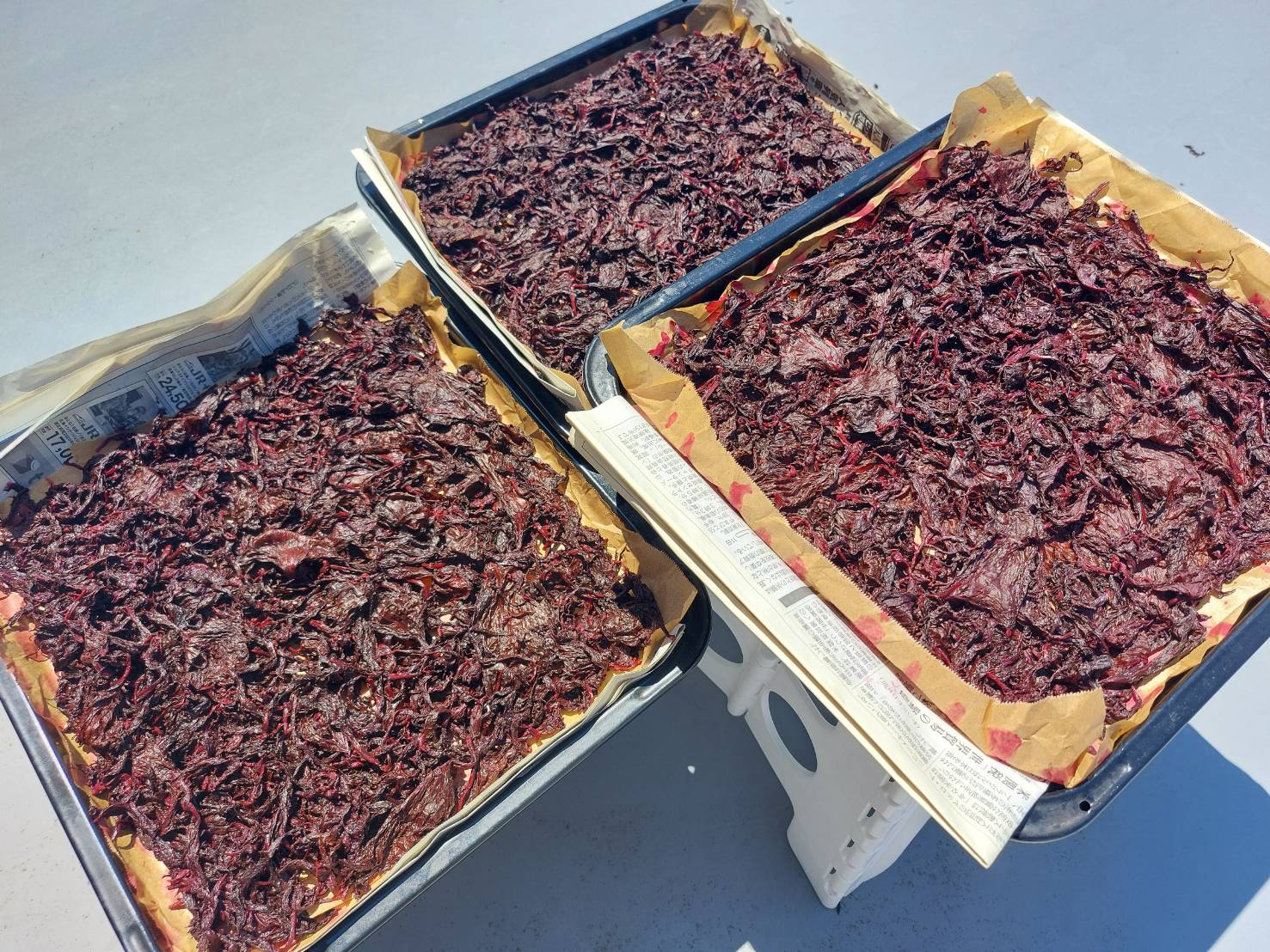 残った赤紫蘇、梅酢を絞って一枚ずつ広げて干していく