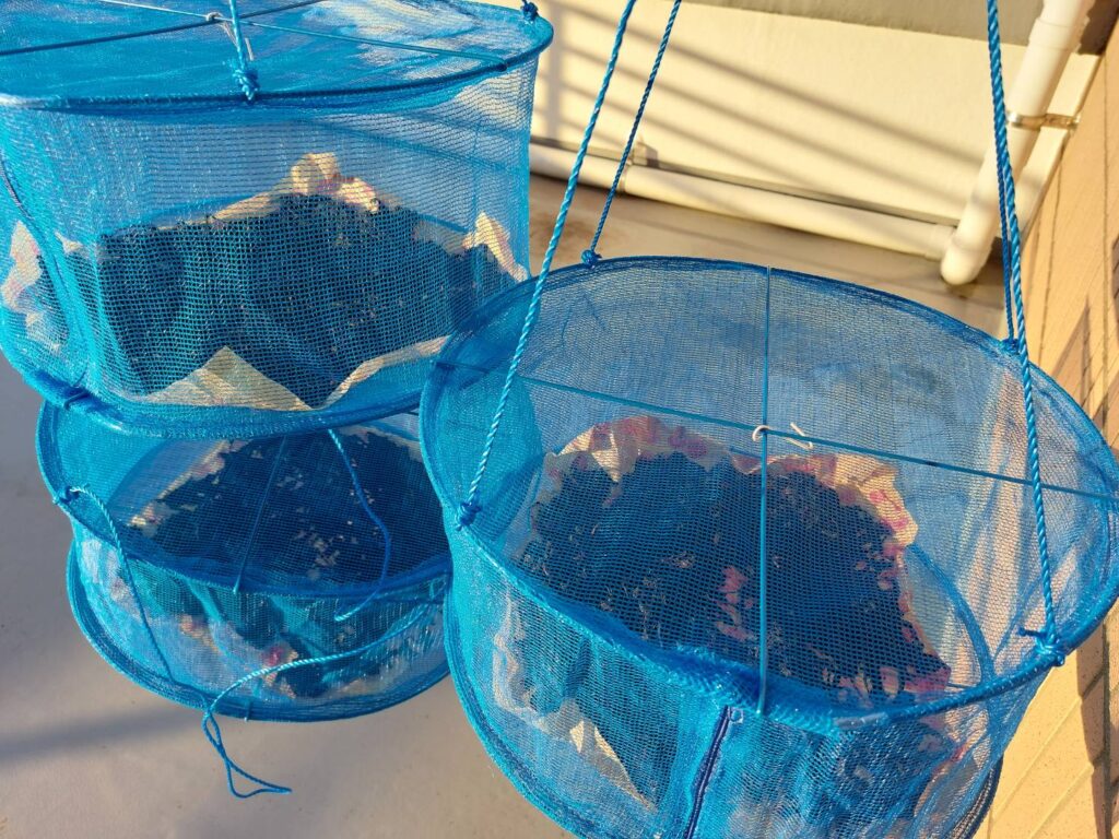 赤紫蘇そのうち広げるのも辛くなり、かたまりをほぐしほぐし網へ