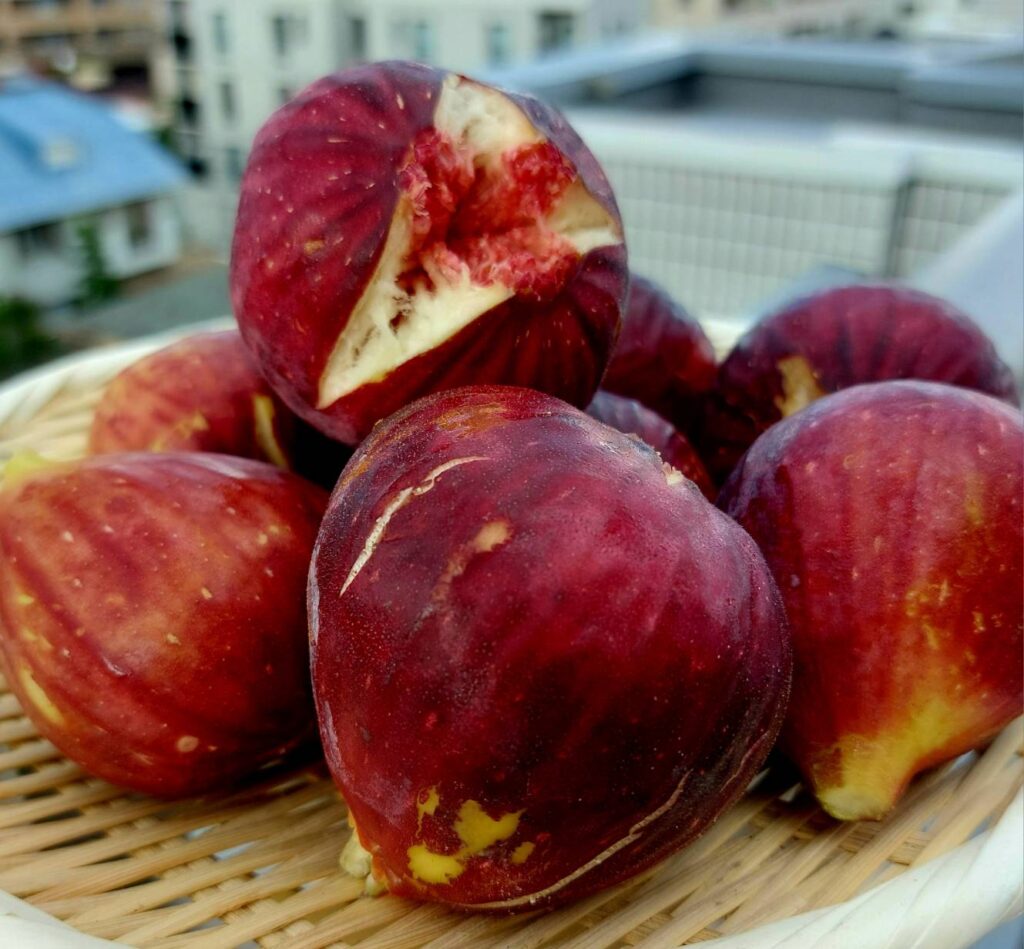 いわくま果樹園のいちじく