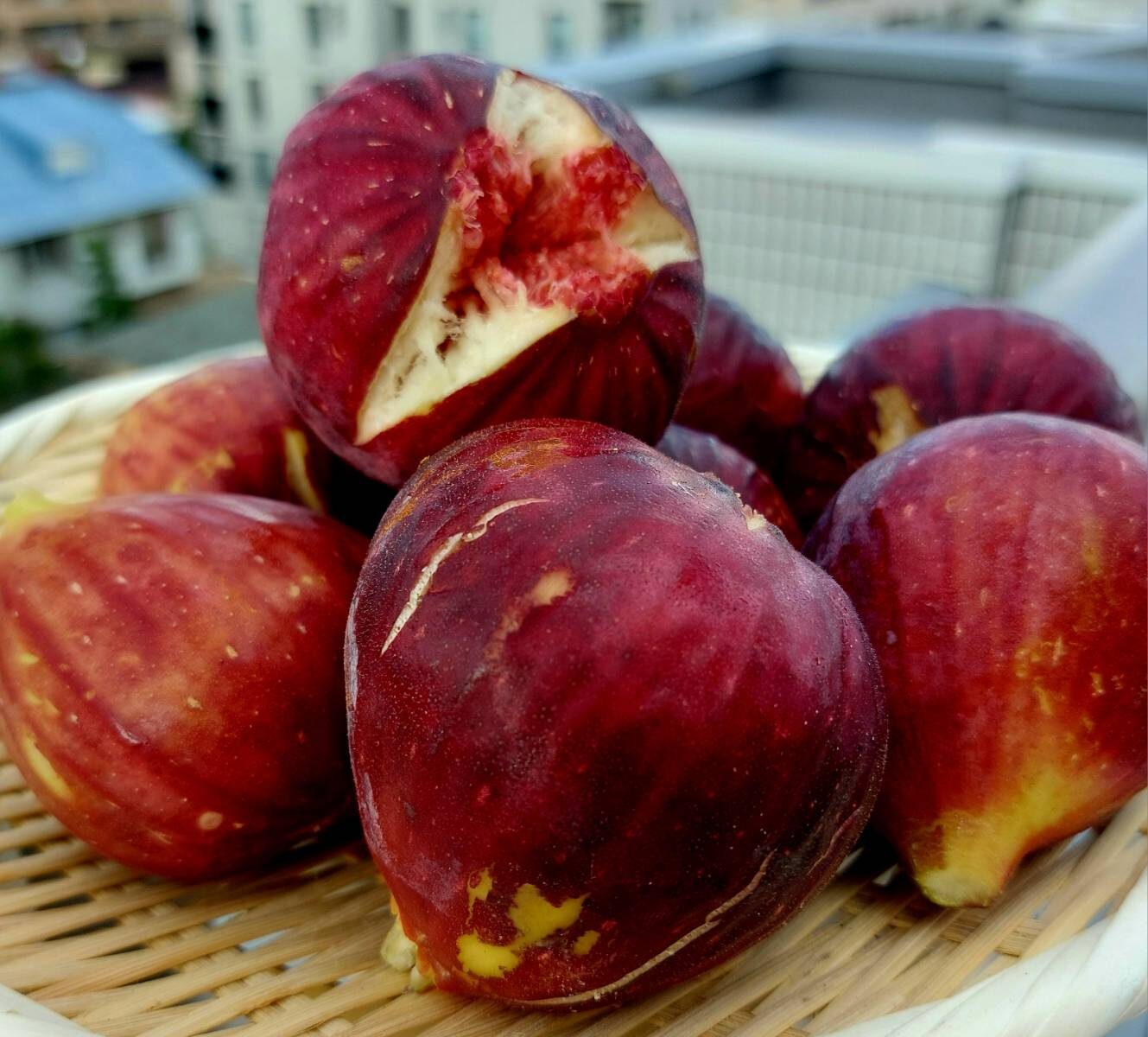 いわくま果樹園のいちじく