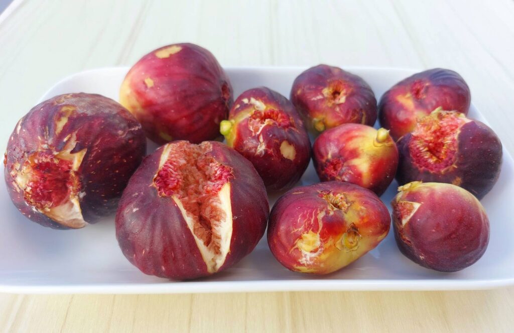 いわくま果樹園のいちじく