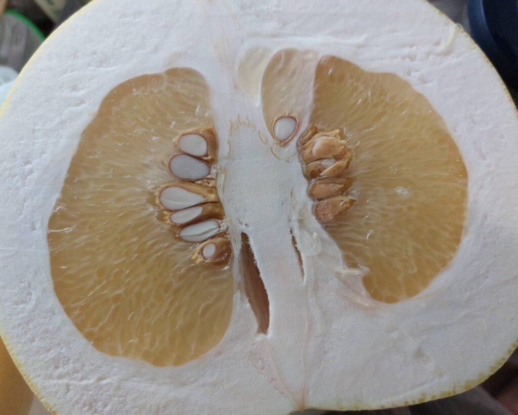 大きな大きな晩白柚