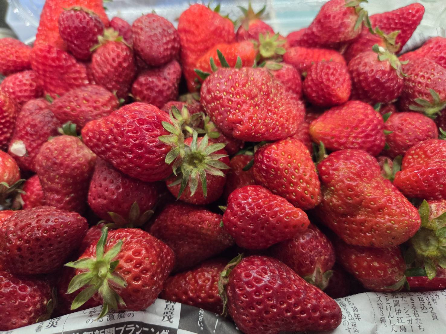 福岡・糸島の泊さんのいちご